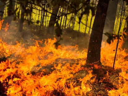 Incendio forestal en Rianxo, A Coruña.