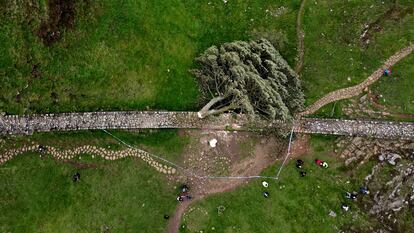 Vista área del 'Sycamore Gap', el árbol que fue cortado en otoño en el Muro de Adriano.