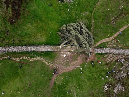 Vista área del 'Sycamore Gap', el árbol que fue cortado en otoño en el Muro de Adriano.