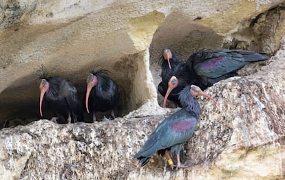 Ejemplares de aves ibis eremitas.