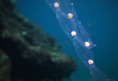 Salpas en el mar.