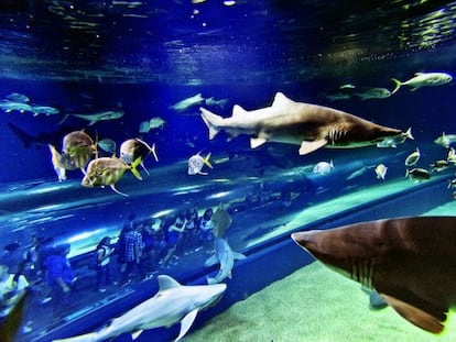 Tiburones y otros peces exóticos ante los visitantes del acuario.