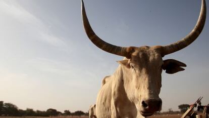 Los animales cada vez deben recorrer mayores distancias para hallar agua.