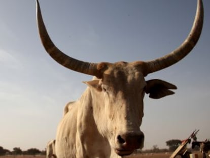 Los animales cada vez deben recorrer mayores distancias para hallar agua.