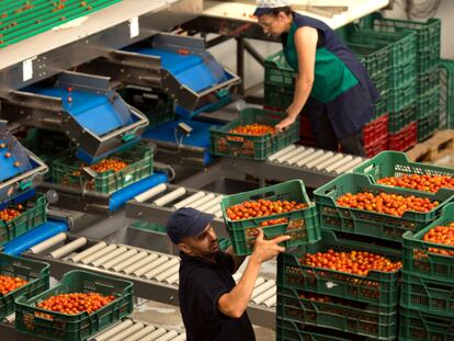 Trabajadores mueven cajas de tomates Cherry en Motril, Granada