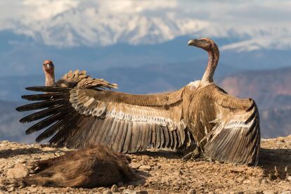 Dos buitres leonados con un animal muerto.