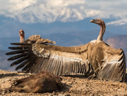 Dos buitres leonados con un animal muerto.