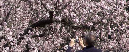 Un hombre fotografía un almendro en flor en marzo de 2005.