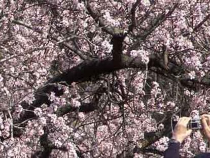 Un hombre fotografía un almendro en flor en marzo de 2005.