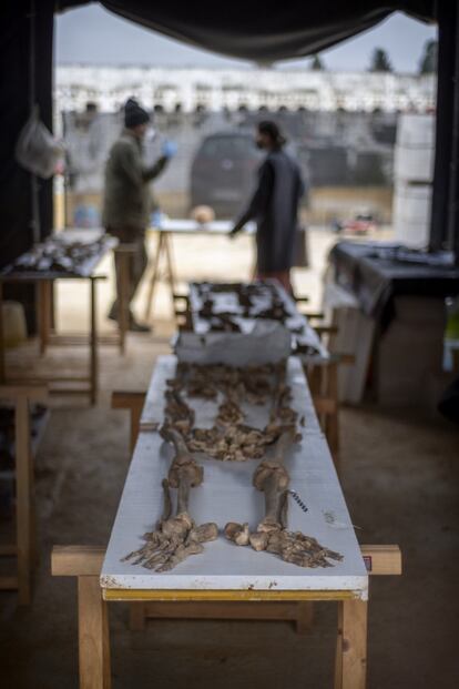 Restos óseos encontrados en los trabajos de excavación de la fosa de Pico Reja, en el cementerio de San Fernando, Sevilla. Se hallaron junto a otros con signos de represalias y junto a un ataúd que contenía el botón de un uniforme del Ayuntamiento de Sevilla.