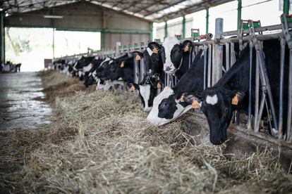 Vacas lecheras en una explotación de Etxebarri, Navarra.