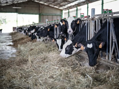 Vacas lecheras en una explotación de Etxebarri, Navarra.