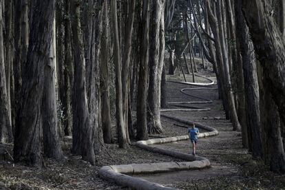 Bosque de eucaliptos en El Presidio en San Francisco, California.