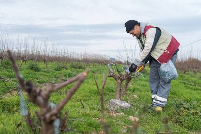 El marroquí Rashid, en el campo donde trabaja. JAVIER MARTÍN