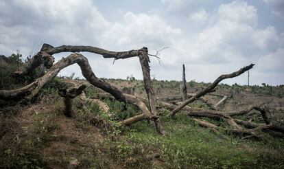 Árboles talados para abrir espacio al cutivo de palma en el norte de Liberia.