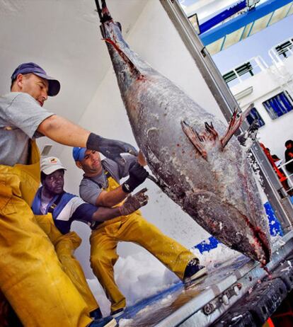 Descarga de un cargamento de atunes en un puerto alicantino en 2008.