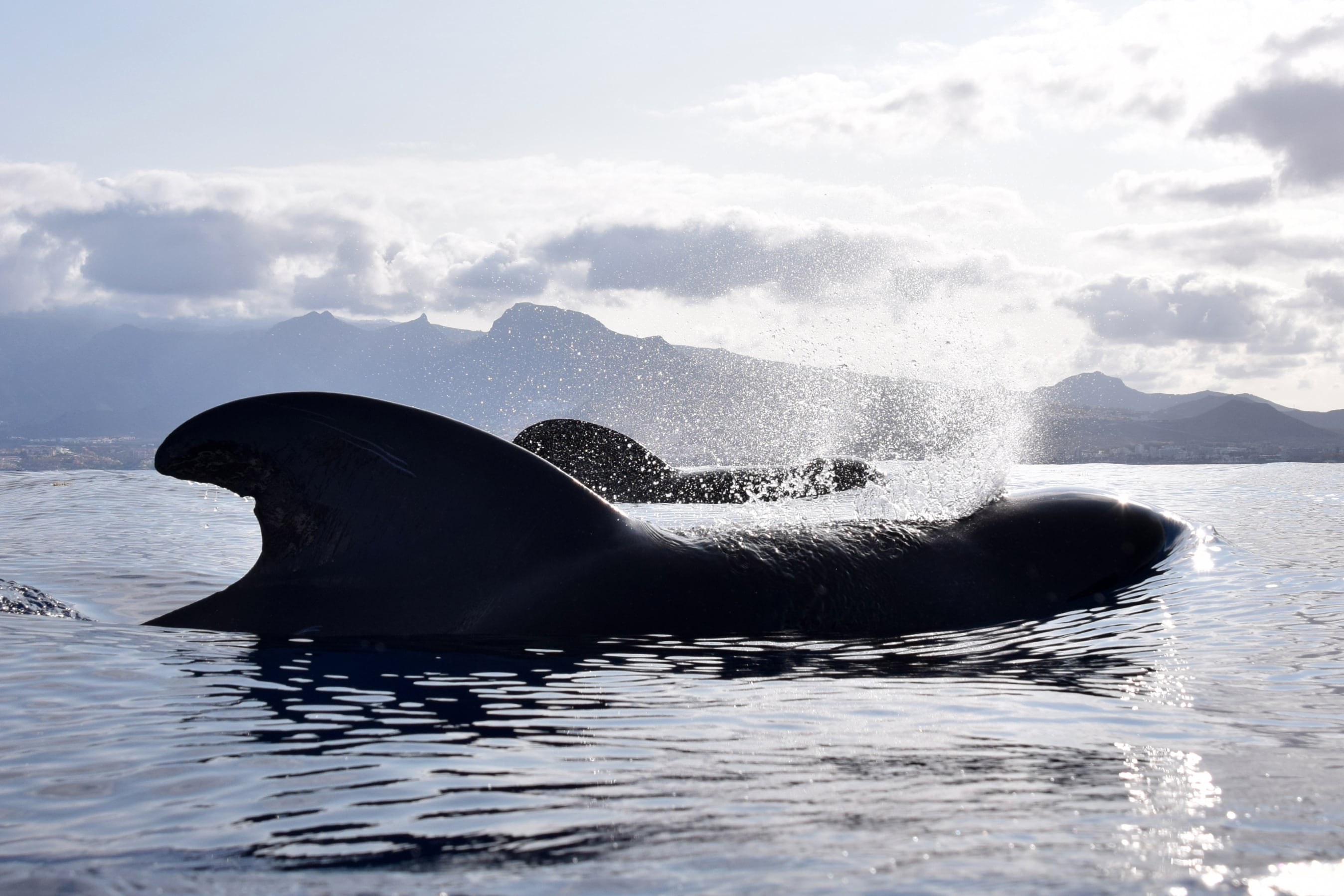 Navegación con conciencia al encuentro de cetáceos en Tenerife