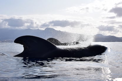 Encuentro de cetáceos en Tenerife