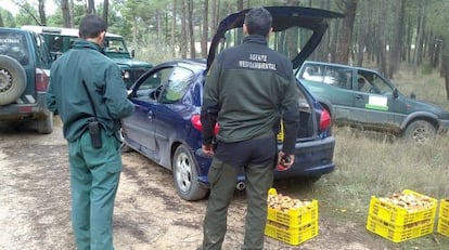 Seized wild mushrooms in Soria.