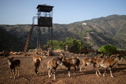 Varios muflones en una de las zonas de la Eco Reserva de Ojén (Málaga). 