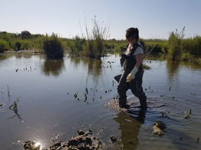 Una mujer en busca de cadáveres de aves para retirarlas en el Tancat de la Pipa de la Albufera en una imagen cedida por Acció Ecologista Agró.