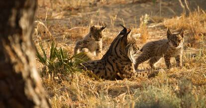 Una hembra de lince y sus cr&iacute;as, en el centro del Acebuche de Do&ntilde;ana.