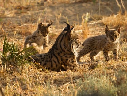 Una hembra de lince y sus cr&iacute;as, en el centro del Acebuche de Do&ntilde;ana.