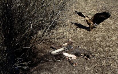 A golden eagle approaches the remains of an elk in the 30 km (19 miles) exclusion zone around the Chernobyl nuclear reactor near the abandoned village of Babchin, Belarus, March 16, 2016. What happens to the environment when humans disappear? Thirty years after the Chernobyl nuclear disaster, booming populations of wolf, elk and other wildlife in the vast contaminated zone in Belarus and Ukraine provide a clue. On April 26, 1986, a botched test at the nuclear plant in Ukraine, then a Soviet republic, sent clouds of smouldering radioactive material across large swathes of Europe. Over 100,000 people had to abandon the area permanently, leaving native animals the sole occupants of a cross-border "exclusion zone" roughly the size of Luxembourg.  REUTERS/Vasily Fedosenko SEARCH "WILD CHERNOBYL" FOR THIS STORY. SEARCH "THE WIDER IMAGE" FOR ALL STORIES