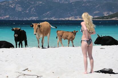 Una mujer observa a unas vacas en la playa de Mare É Sole en Coti-Chiavari, en Córcega (Francia).