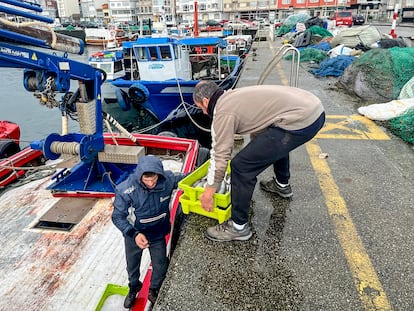 Descarga de pescado este martes en el puerto de O'Grove, Pontevedra.