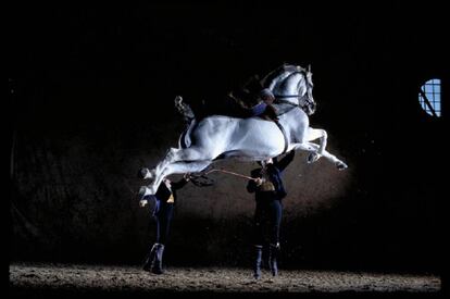 Un caballo de la Real Escuela Andaluza de Arte Ecuestre de Jerez.