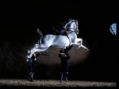 Un caballo de la Real Escuela Andaluza de Arte Ecuestre de Jerez.