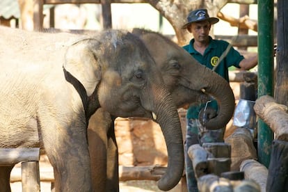 La enorme y verde sabana que abraza la presa de Uda Walawe es lo más parecido a África Oriental en Sri Lanka. Hay manadas de búfalos, sámbares, cocodrilos, infinidad de aves y no pocos elefantes. No tiene mucho que envidiar a muchos de los más famosos parques africanos, sobre todo en cuanto a proboscidios se refiere, y se ha convertido en visita imprescindible en cualquier recorrido por la isla, con alojamientos preparados para el turista internacional.