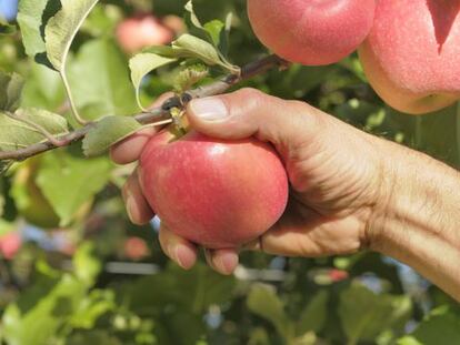 Manzanas para una vida sana