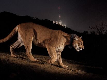 En la imagen el puma P-22, que vive en un parque municipal de Los Angeles.