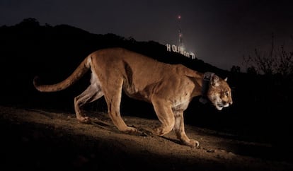 En la imagen el puma P-22, que vive en un parque municipal de Los Angeles.