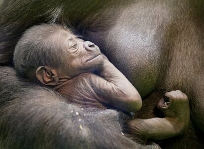 Kira, una gorila occidental de 23 años de edad, sostiene a su bebé recién nacido en su recinto en el zoológico de Moscú, en Rusia.