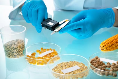 Pruebas de laboratorio de la técnica CRISPR en agricultura.