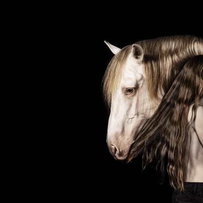 'Rango' de Las Cadenas juguetea con el pelo de la amazona Sonsoles Roldán. Es un perlino, una capa poco común que los ganaderos consiguen estudiando los genes de los caballos que cruzan. El buen carácter de los caballos de pura raza española hace innecesaria la castración de los machos que se montan, algo común en otras razas equinas.