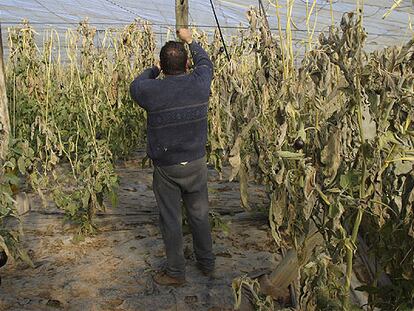 Un agricultor, en una plantación de berenjenas afectada por el frío en Almería.