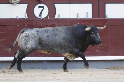 'Liebre', toro de Rehuelga, al que se le dio la vuelta al ruedo en Madrid el 7 de junio de 2017.