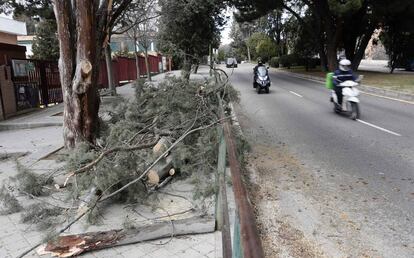Ramas caídas por el viento en Ciudad Lineal en una foto de archivo.