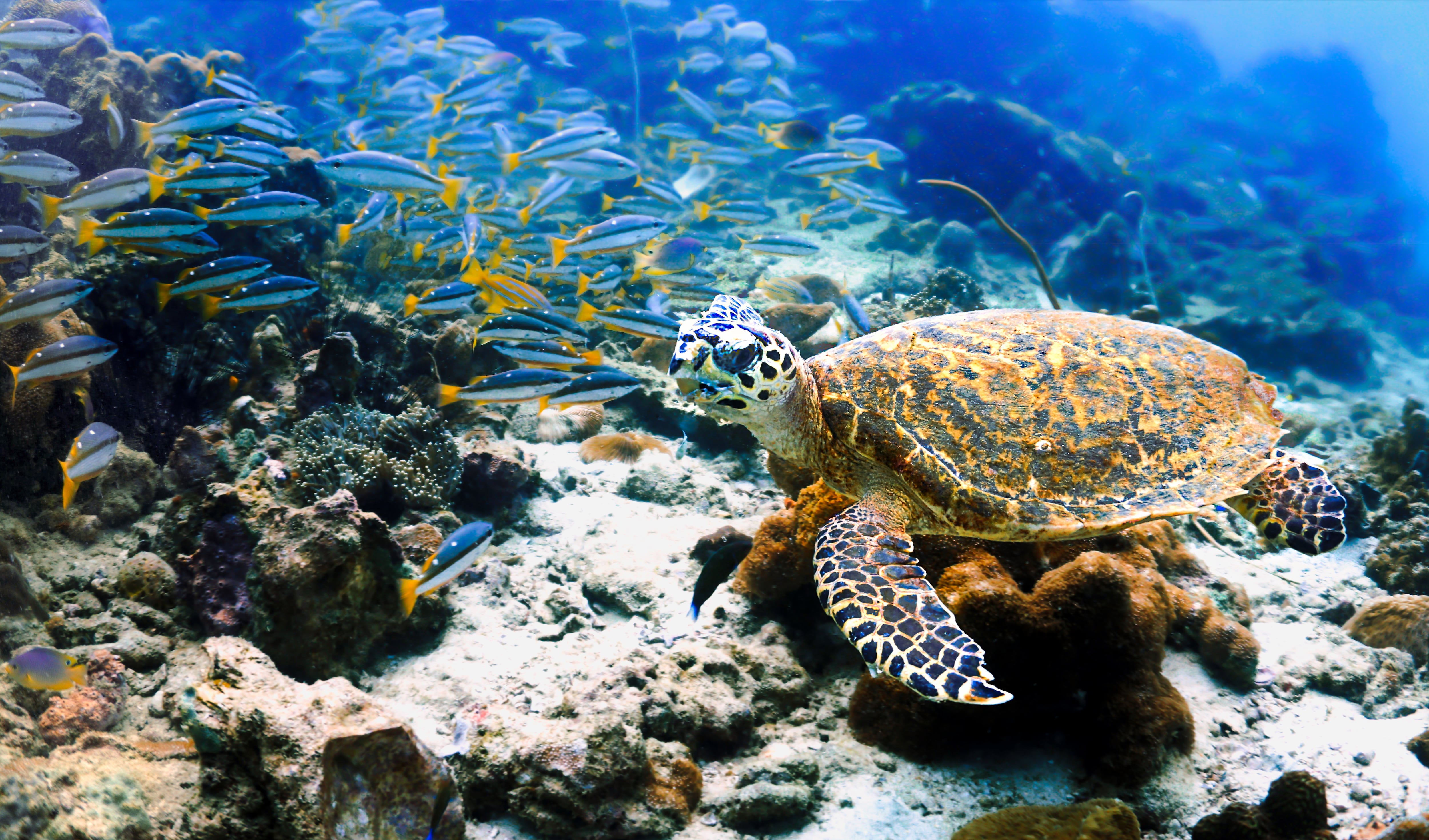 Cumbre de la biodiversidad en Cali: solo 34 de 196 países han presentado sus planes...