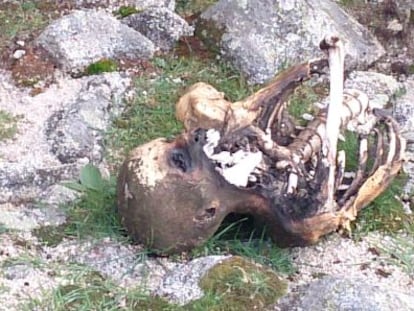 El cad&aacute;ver de La Pedriza antes de su levantamiento. 