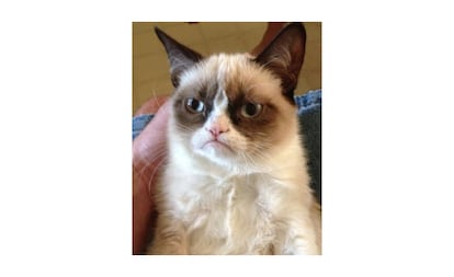 Esta gata gruñona ('Grumpy Cat') es uno de los gatos más famosos de todos los gatos que pululan por la red. Se ha convertido en una marca registrada y se licencia para fabricar tazas o camisetas. Se utiliza, como es evidente, para expresar hartazgo. El animal falleció el 14 de mayo de 2019, con 7 años de edad, al complicarse una infección del tracto urinario.
