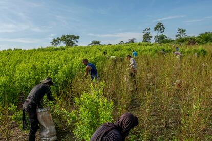 Migrantes venezolanos trabajando en un campamento de hoja de coca en Tibú, Norte de Santander, Colombia