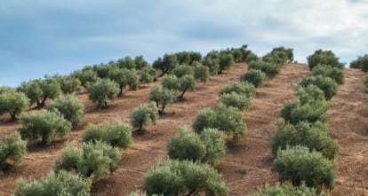 Olivar en el Parque Natural Sierra de Andújar (Jaén)