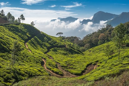 Las plantaciones de té de Munnar.