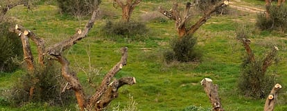 Olivos infectados con la bacteria Xylella Fastidiosa en Gallipoli (Italia)