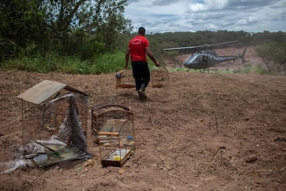 Bombeiro resgata passarinhos e um cachorro encontrados em uma casa vazia, afetada pela lama que destruiu Brumadinho. Animais são as vítimas não contabilizadas do desastre causado pelo rompimento da barragem da Mina Feijão, que matou 60 pessoas e deixou ao menos 292 desaparecidos. Número de vítimas não para de subir. 